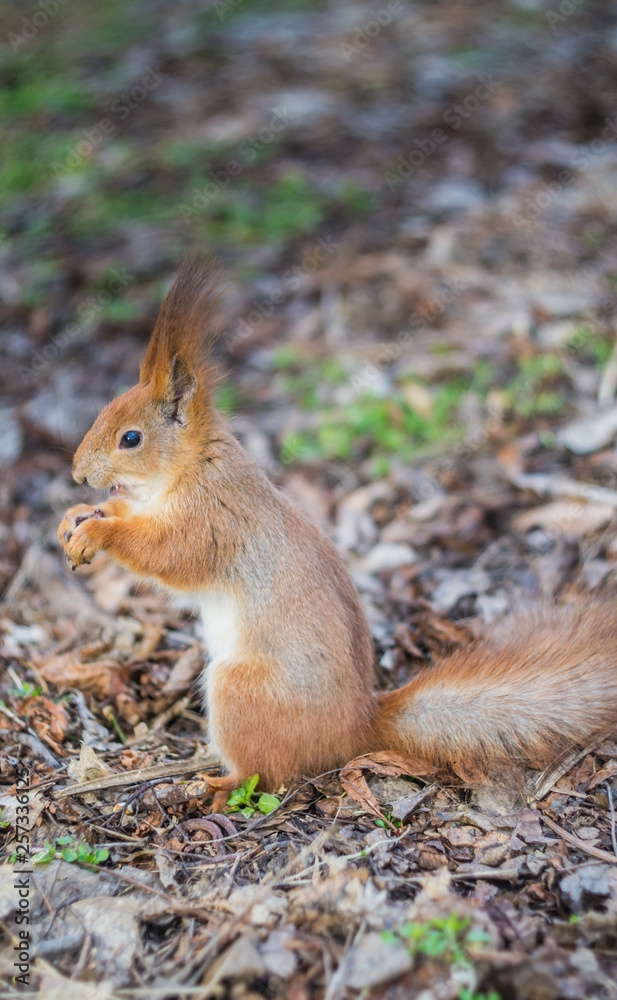 Close-up portrait young squirrel eats nut in the park. Close-up portrait young squirrel eats nut in the park.