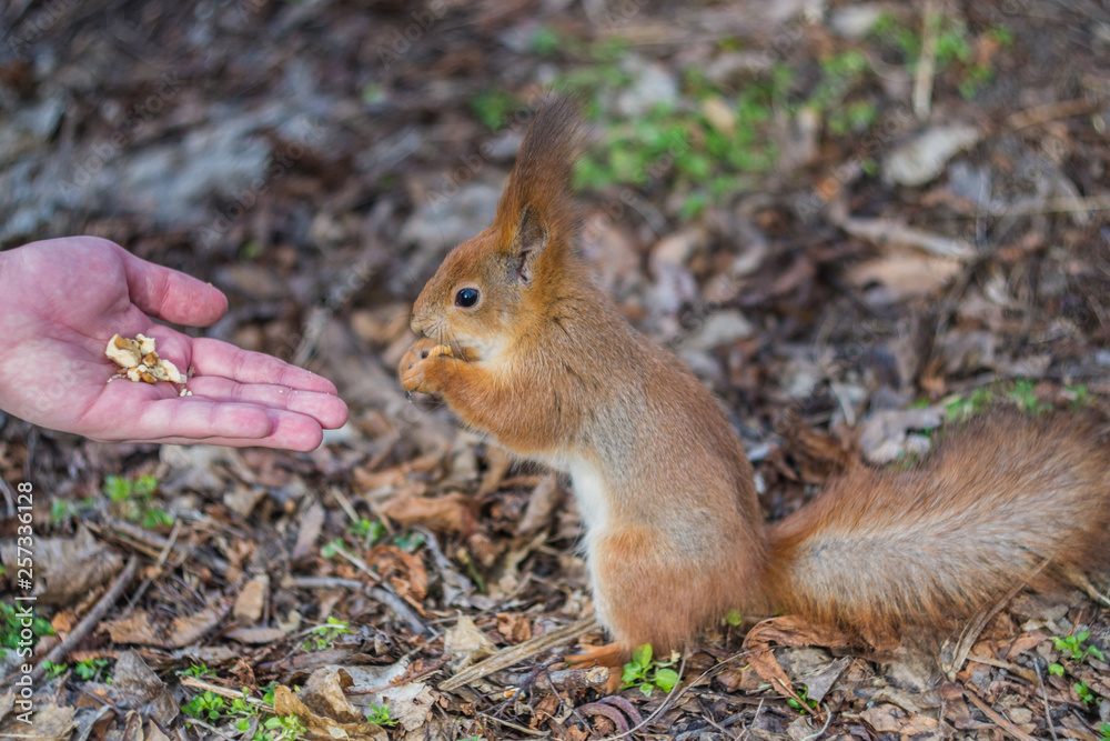 A European squirrel eating nuts from a stretched-out hand, in a park on a sunny spring day. A European squirrel eating nuts from a stretched-out hand, in a park on a sunny spring day.