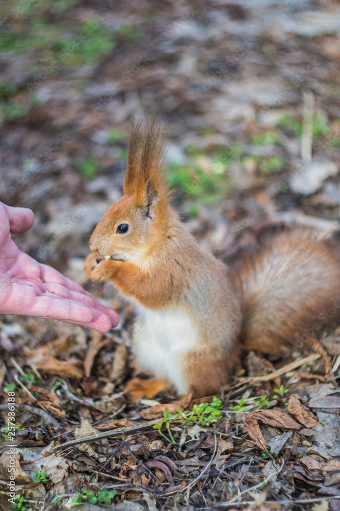 A European squirrel eating nuts from a stretched-out hand, in a park on a sunny spring day. A European squirrel eating nuts from a stretched-out hand, in a park on a sunny spring day.
