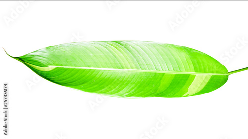  Tropical leaf isolated on white background with clipping path.