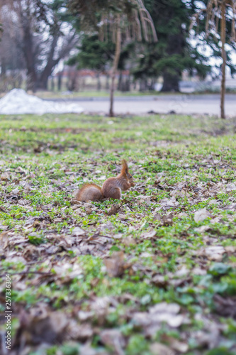 A European squirrel eats Nut in a park on a sun day.  © J. Kearns