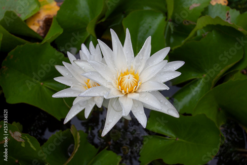 White lotus or water lily flower beautiful in pond with rain drops. © Pannarai