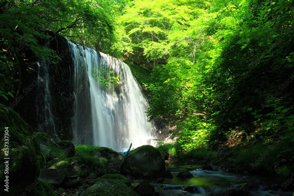 Fototapeta premium 夏の滝