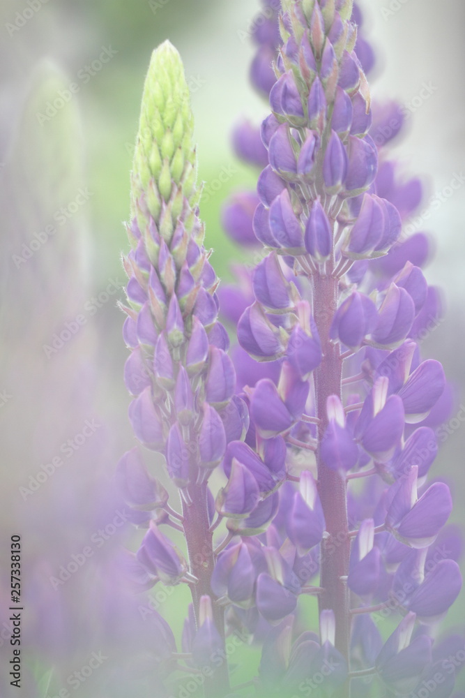 Obraz premium 花のイメージ写真