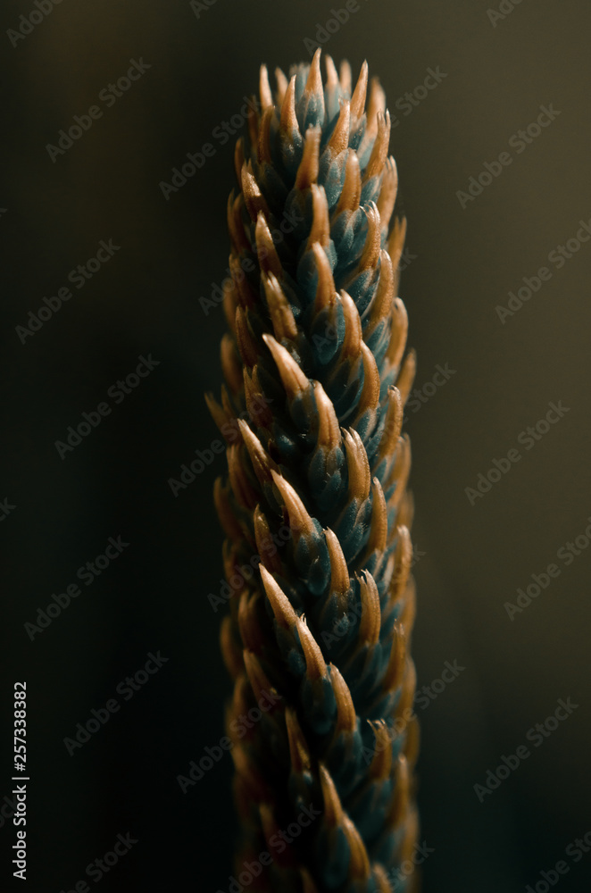 Fototapeta premium Bush Thorn Texture