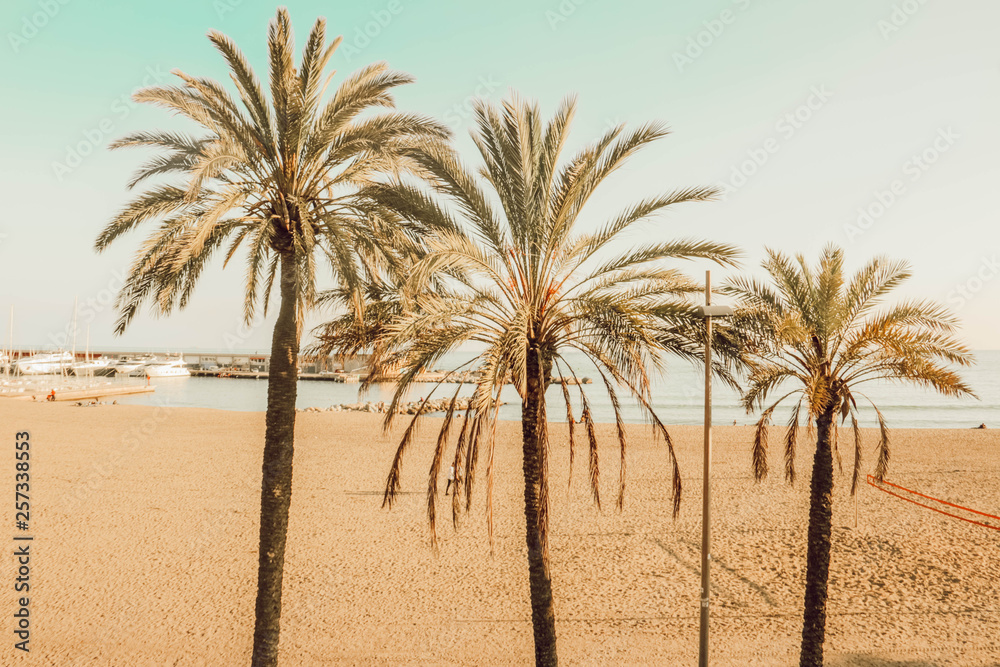 Palm Trees on the Beach - Barcelona, Spain Palm Trees on the Beach - Barcelona, Spain