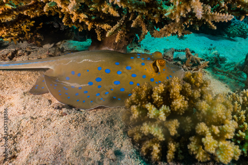 Blue spotted stingray On the seabed in the Red Sea