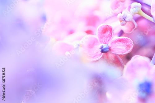 花のイメージ写真 © yspbqh14