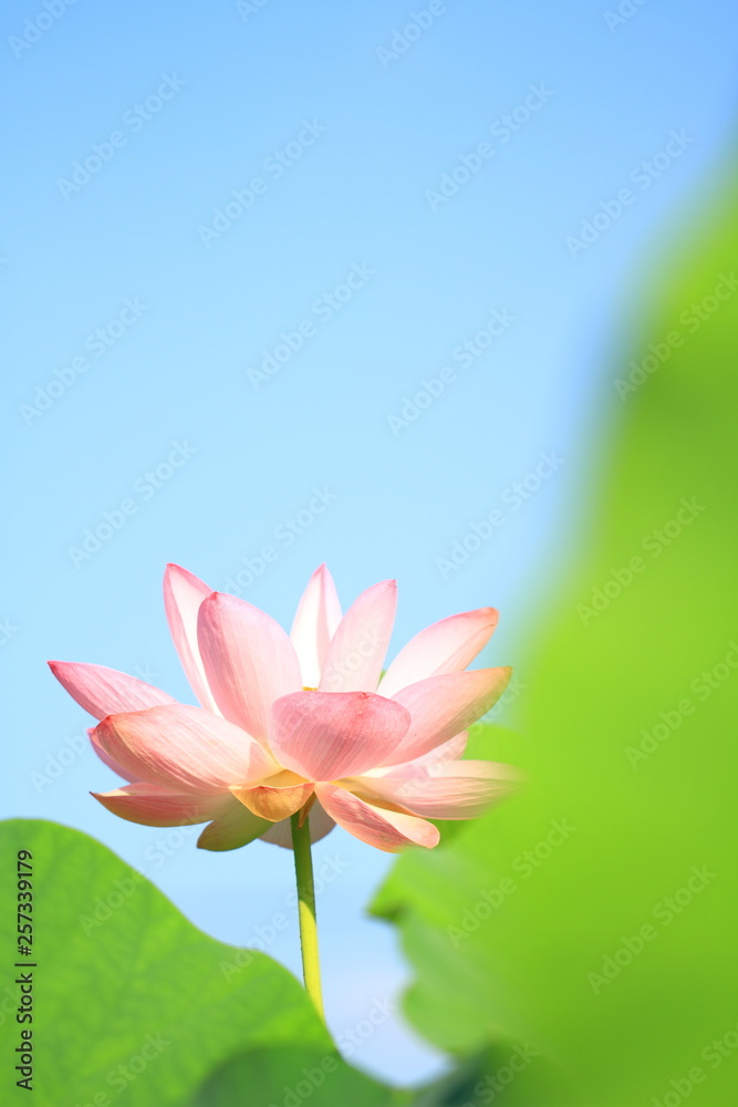 Fototapeta premium 花のイメージ写真