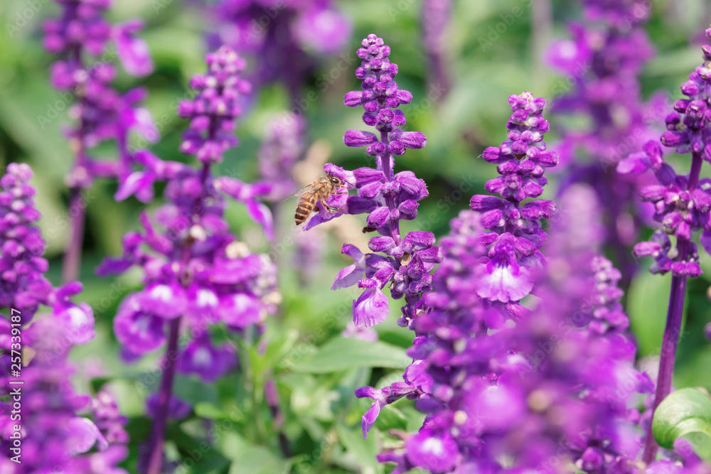 Honey Bee collecting pollen on flower Honey Bee collecting pollen on flower