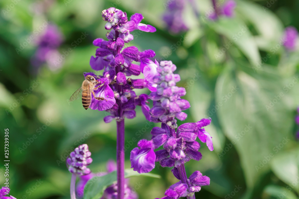 Obraz premium Honey Bee collecting pollen on flower