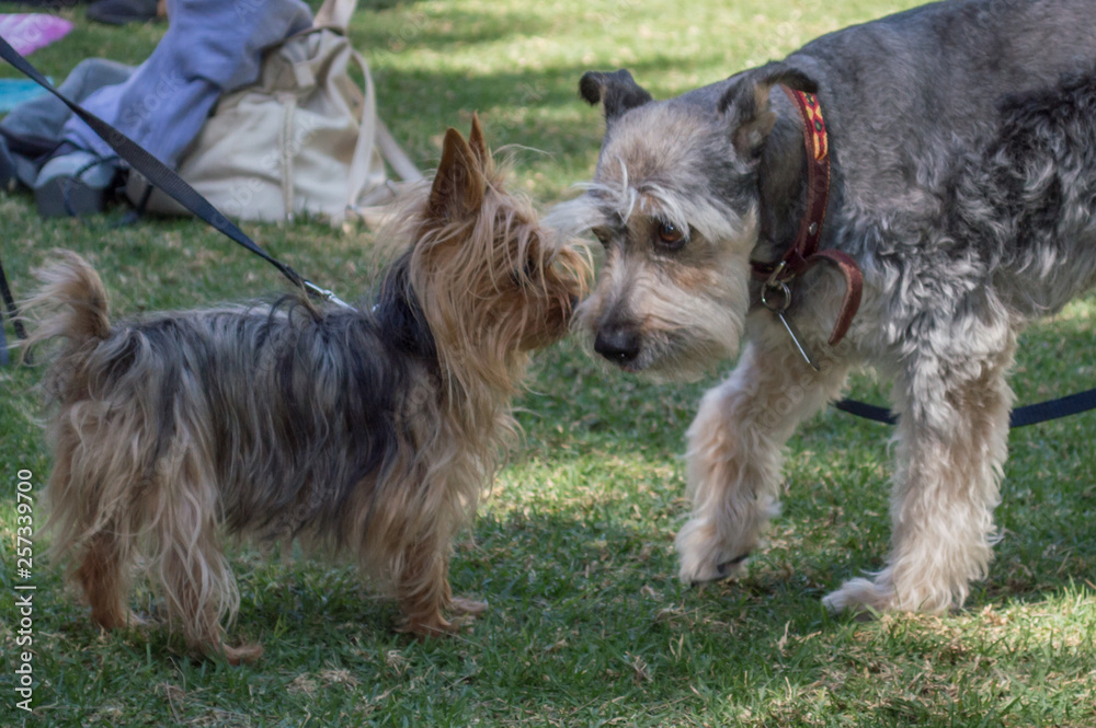 perros dogs caninos