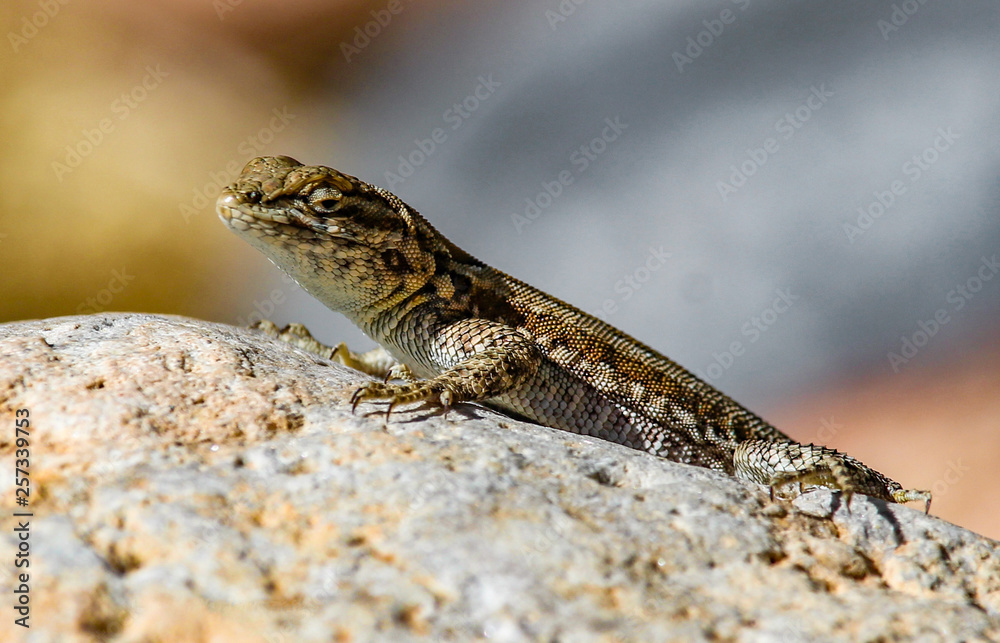 Fototapeta premium Side Blotched Lizard