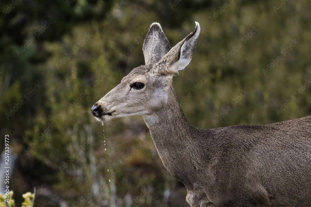 Deer 28 Deer 28