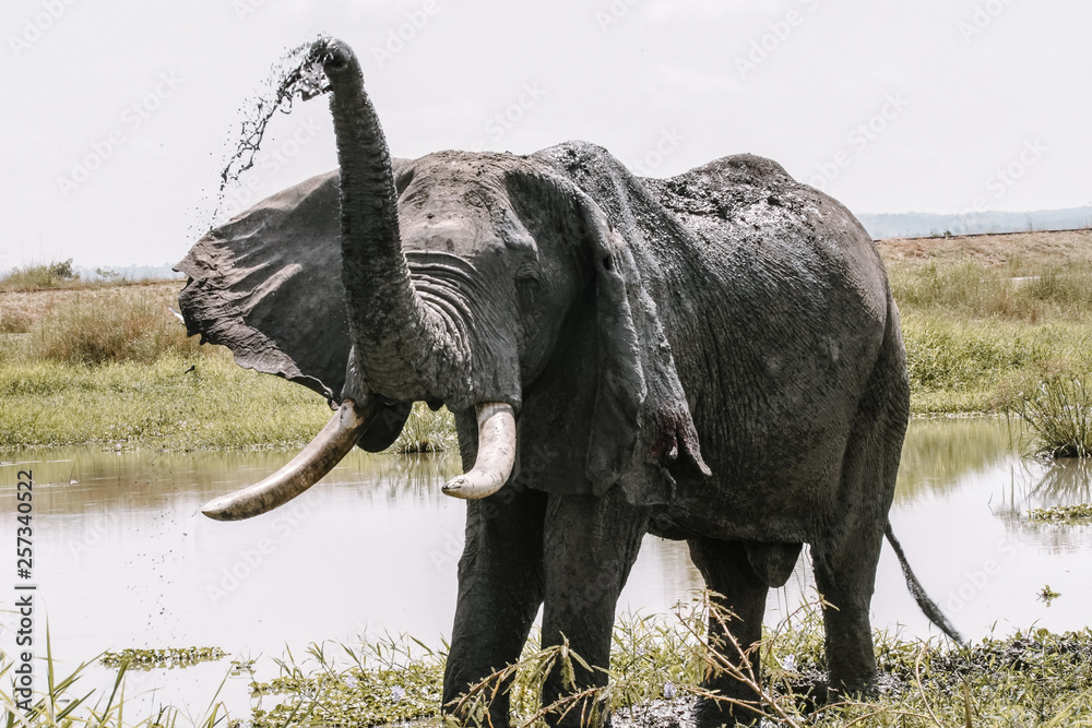 Fototapeta premium Portrait elephant with water in Murchison Falls