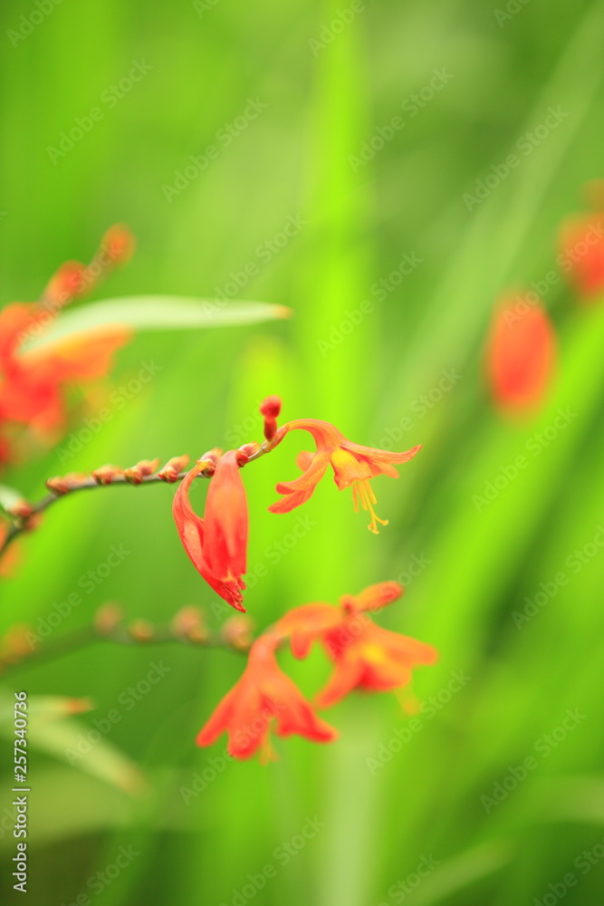 花のイメージ写真 花のイメージ写真