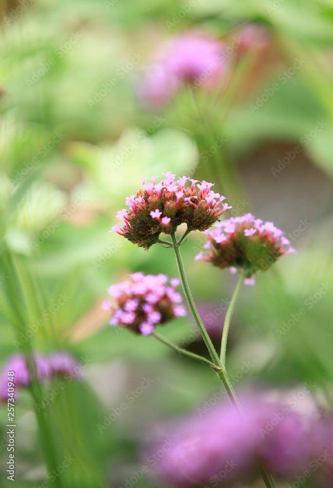 Fototapeta premium 花のイメージ写真