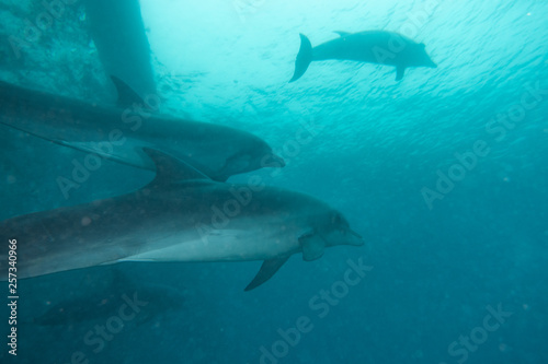 Dolphins swimming in the Red Sea  Eilat Israel 