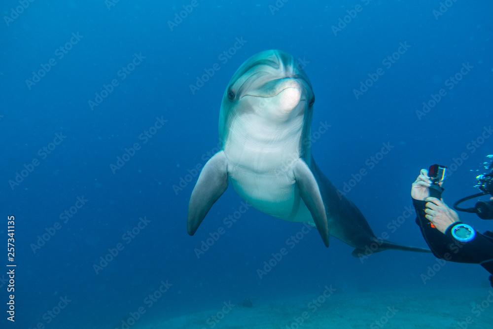Fototapeta premium Dolphin swimming in the Red Sea, Eilat Israel