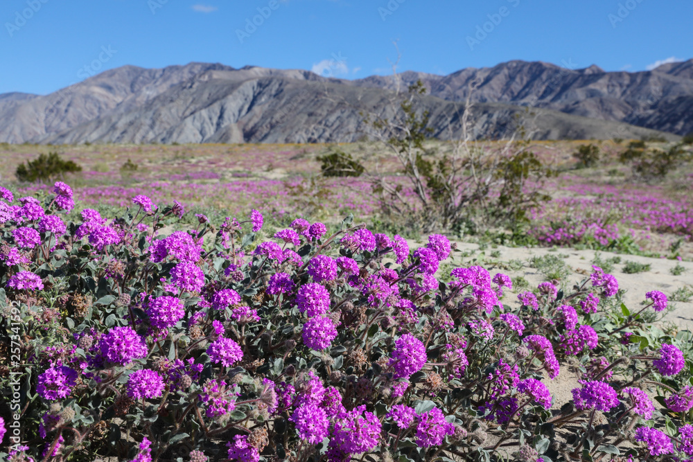 Closeup of Desert Sand Pink Verbena Wildflowers Closeup of Desert Sand Pink Verbena Wildflowers
