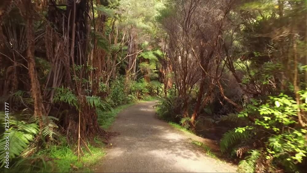 Forest Path/walk with beautiful golden light piercing through the trees Forest Path/walk with beautiful golden light piercing through the trees