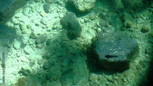  Cenote Samula sinkhole light beam near Valladolid in Yucatan Mexico  photo