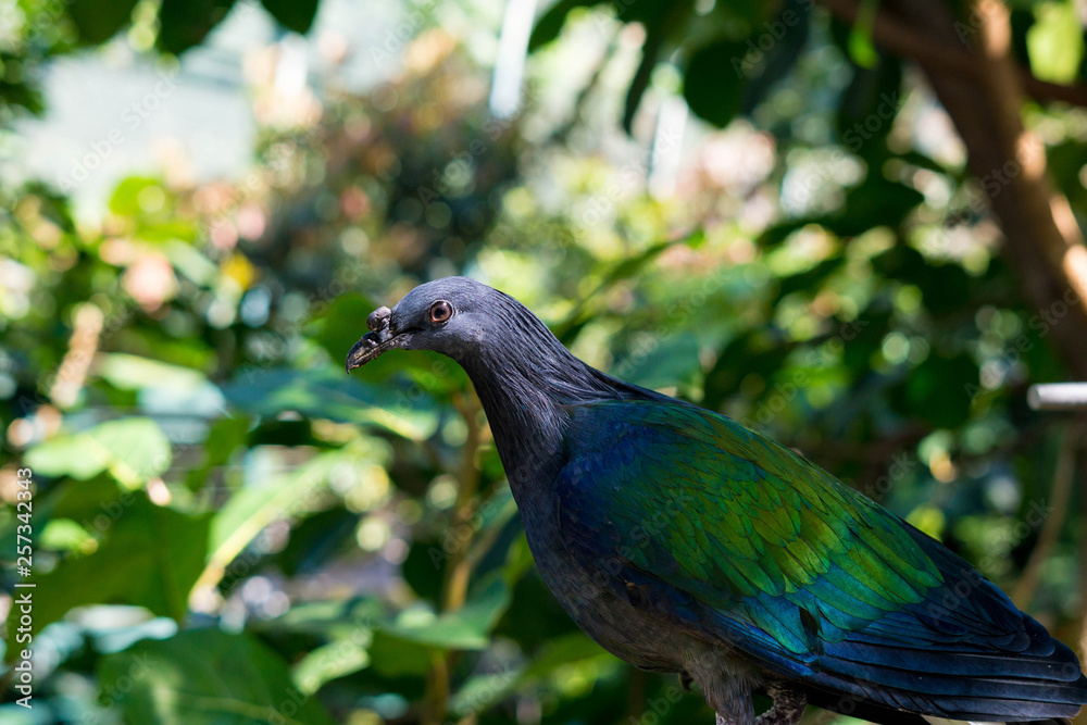Fototapeta premium colorful bird in the park