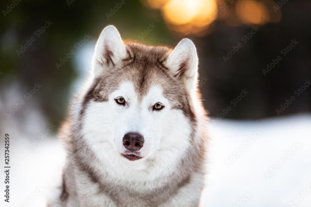 Cute, beautiful and happy siberian Husky dog sitting on the snow in winter fairy forest at golden sunset