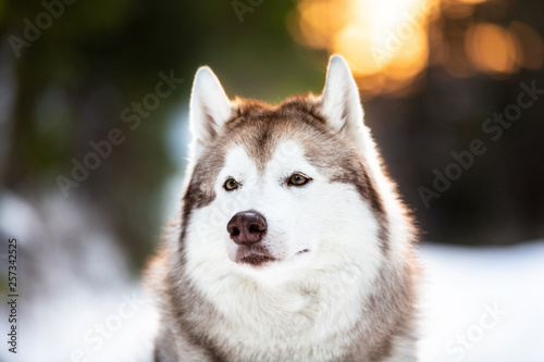 Cute  beautiful and happy siberian Husky dog sitting on the snow in winter fairy forest at golden sunset