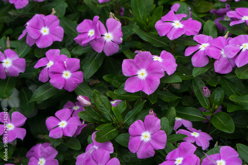 background with pink flowers
