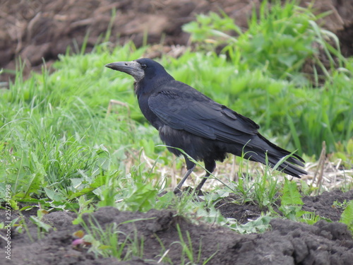 crow