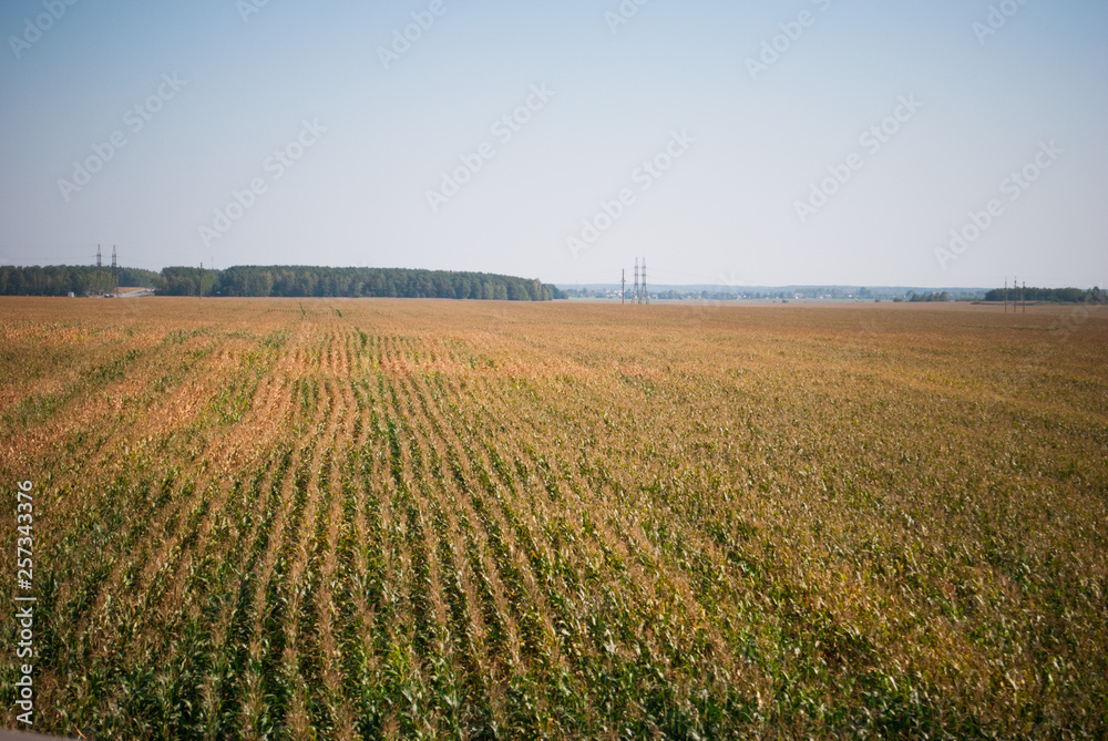 Lines of corn shoots on big cornfield