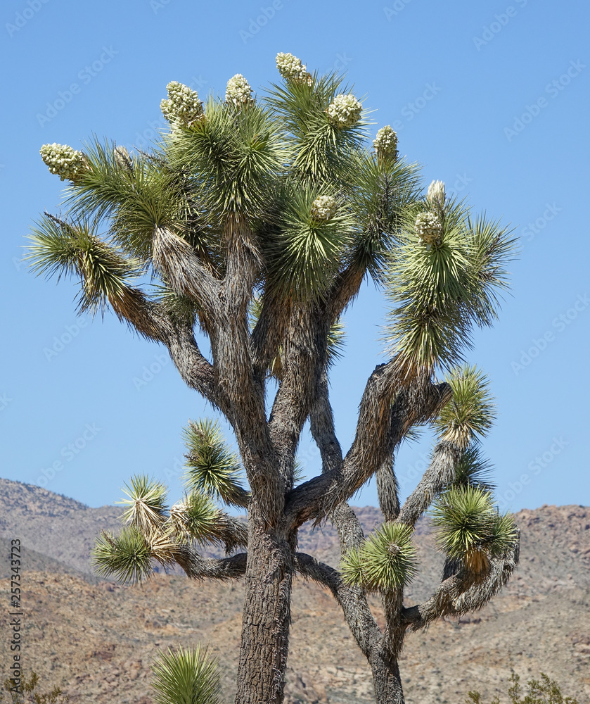 Branches and Blooms on a Joshua Tree in Joshua National Park Branches and Blooms on a Joshua Tree in Joshua National Park