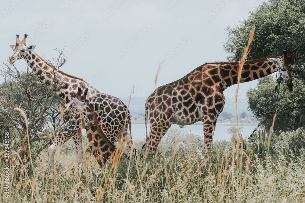Family firaffe in Murchison Falls Family firaffe in Murchison Falls