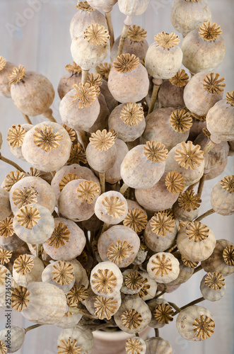 Dry poppy on a white background.