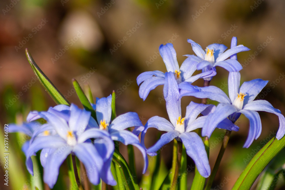 Bezaubernde blau-weiße Blütenkelche im Sonnenschein heißen den Frühling willkommen Bezaubernde blau-weiße Blütenkelche im Sonnenschein heißen den Frühling willkommen