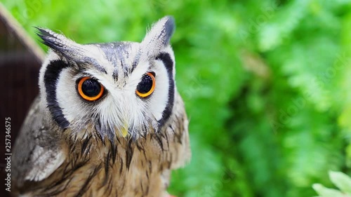 White faced scops owl and green background
