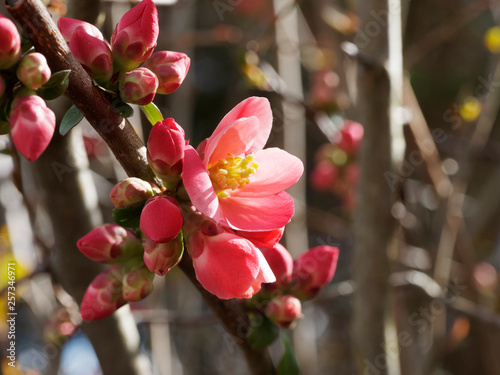 Billede på lærred Cognassier du Japon (Chaenomeles japonica)
