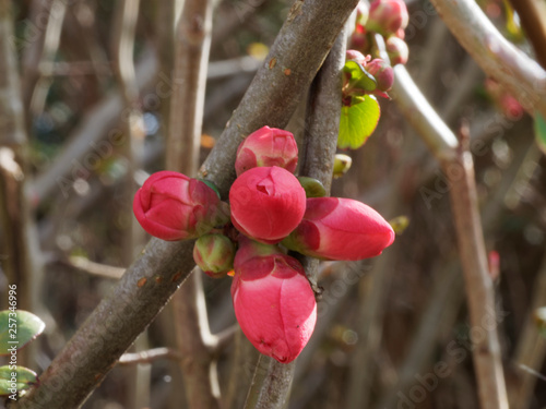 Billede på lærred Cognassier du Japon (Chaenomeles japonica)