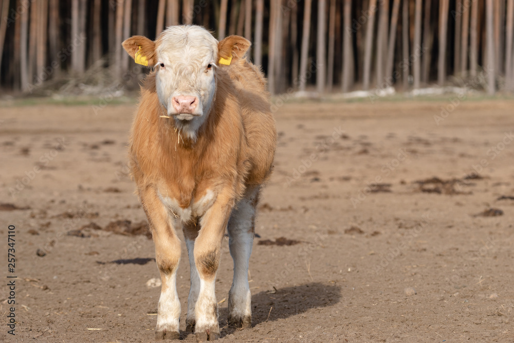 small calf in the yard small calf in the yard