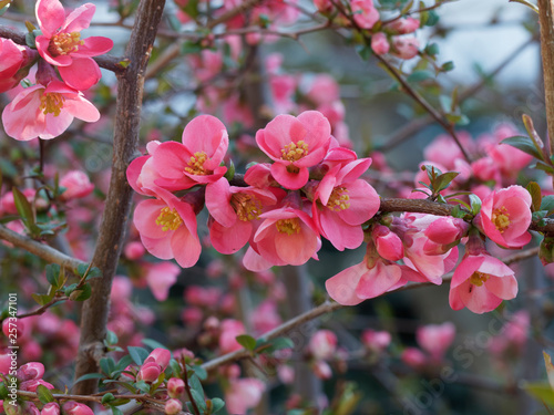 Fotografi Cognassier du Japon (Chaenomeles japonica)