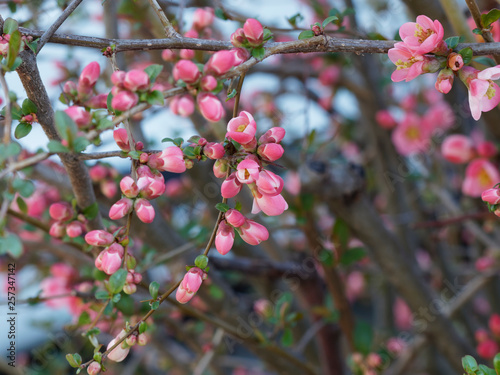 Fotografi Cognassier du Japon (Chaenomeles japonica)