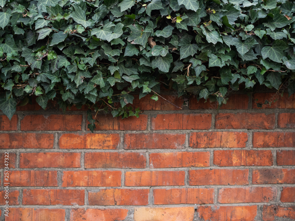 The green ivy grows on a brick wall. The climber lasts from top to down The green ivy grows on a brick wall. The climber lasts from top to down