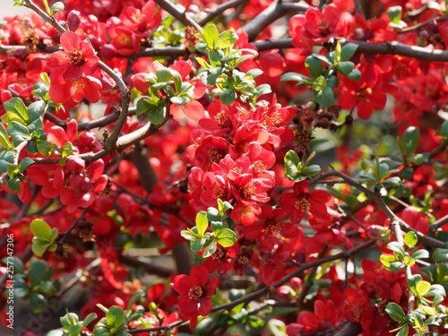 Billede på lærred Cognassier du Japon (Chaenomeles japonica)