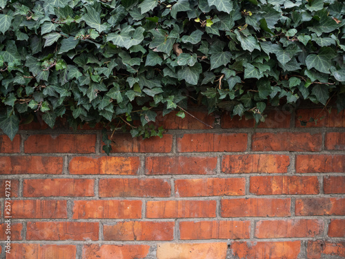 The green ivy grows on a brick wall. The climber lasts from top to down