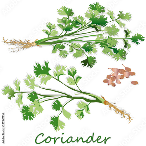 Fresh coriander or cilantro herb.Coriander powder in the cup. Vector illustration isolated.
