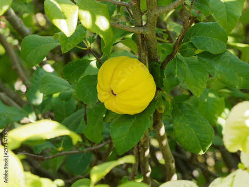 Fotografi Cognassier du Japon (Chaenomeles japonica) aux feuilles ovales vert brillant, au