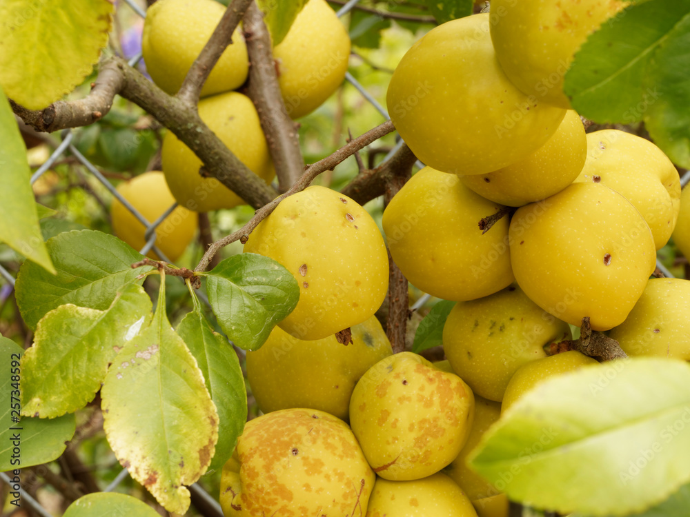Fruits pommacés et jaunâtre du Cognassier du Japon (Chaenomeles japonica)