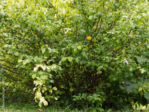 Fotografi Gros plan sur un fruit pommacé et jaunâtre du Cognassier du Japon (Chaenomeles j