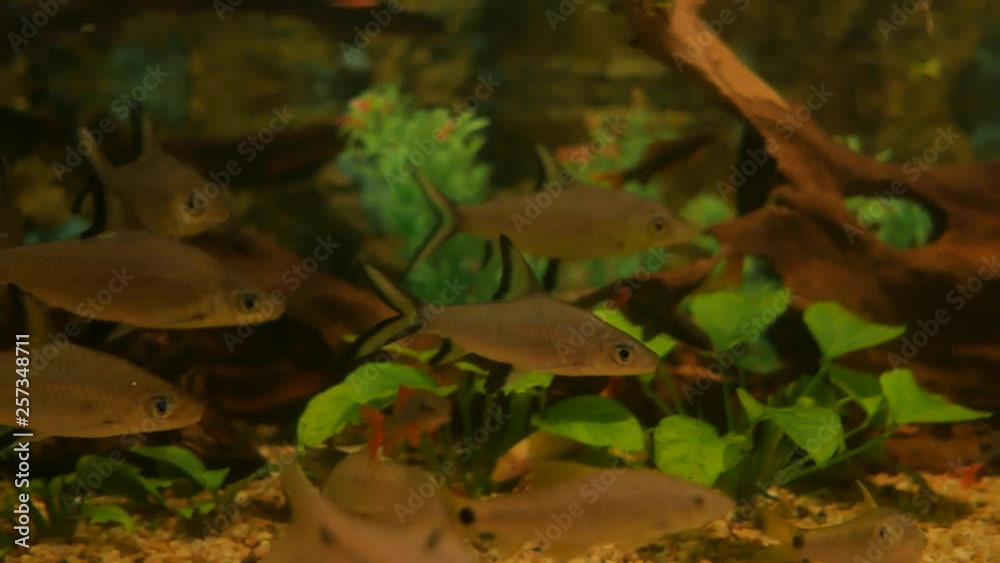 Beautiful fish in the aquarium on decoration of aquatic plants background. A colorful fish in fish tank. Beautiful fish in the aquarium on decoration of aquatic plants background. A colorful fish in fish tank.
